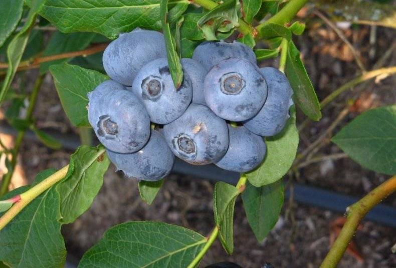Голубика блюкроп: описание сорта и особенности выращивания