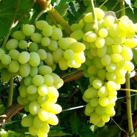 Виноград “лора”: описание сорта, урожайность, фото, отзывы