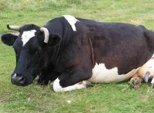 Все об удоях коровы и о том, как повысить выработку молока