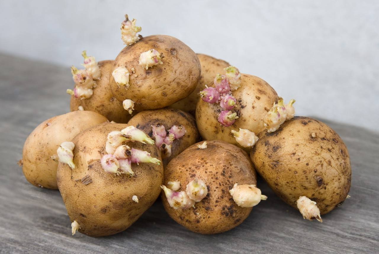 Сорт картофеля «брянский деликатес»: характеристика, описание, урожайность, отзывы и фото