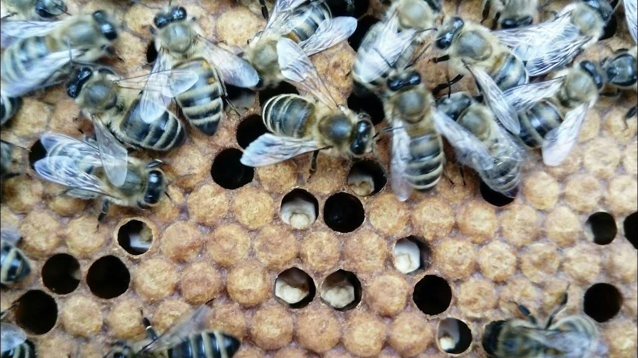 Аскосфероз пчел - характерные признаки и лечение известкового расплода
