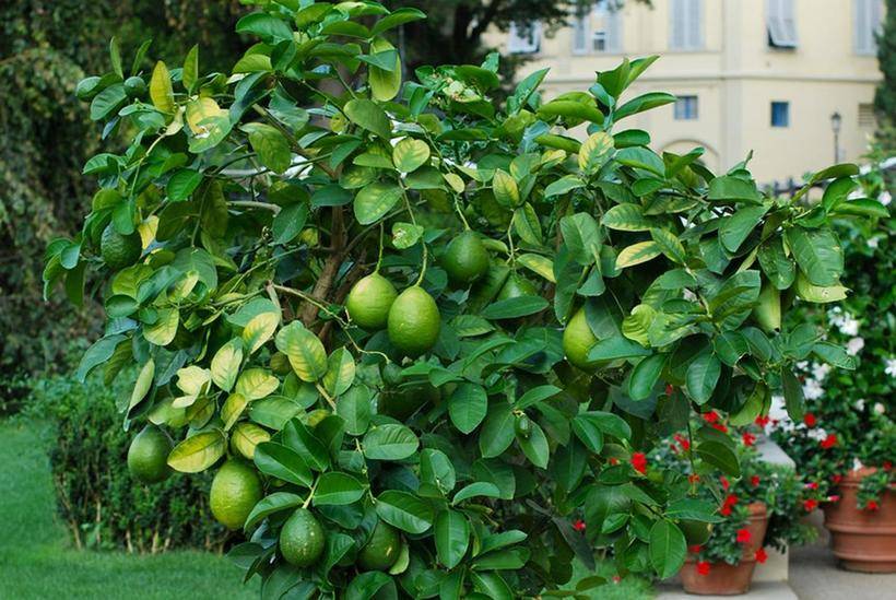 Лайм фрукт – как правильно употреблять, полезные и опасные свойства растения