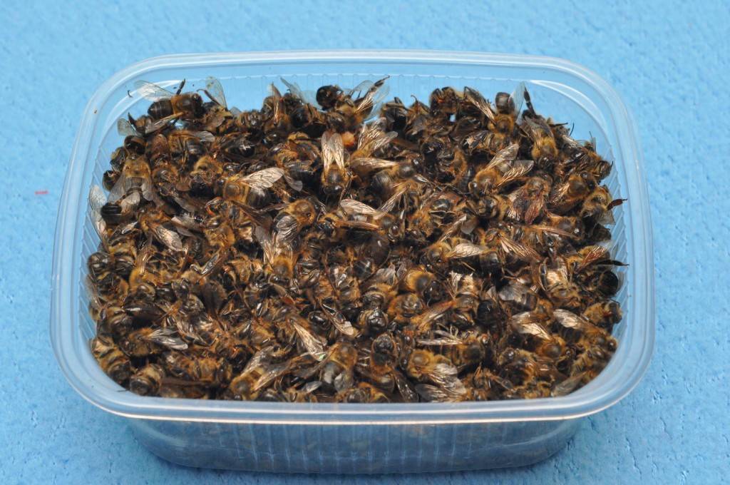 Как применять пчелиный подмор для мужчин: свойства, рецепты для лечения простатита, аденомы простаты, дозировка