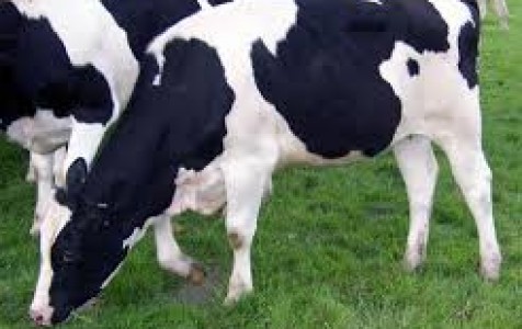 Почему пропало молоко у коровы: основные причины, возможные заболевания, меры профилактики
