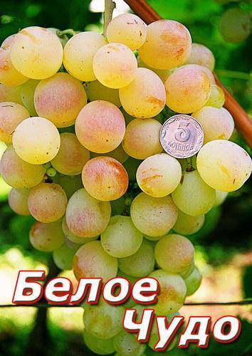 Белое чудо виноград