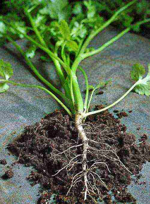 Особенности посадки корневой петрушки в открытом грунте, теплице и на подоконнике. нюансы ухода за растением