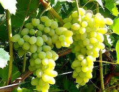 Описание сорта винограда лора (флора): фото, видео и отзывы | vinograd-loza