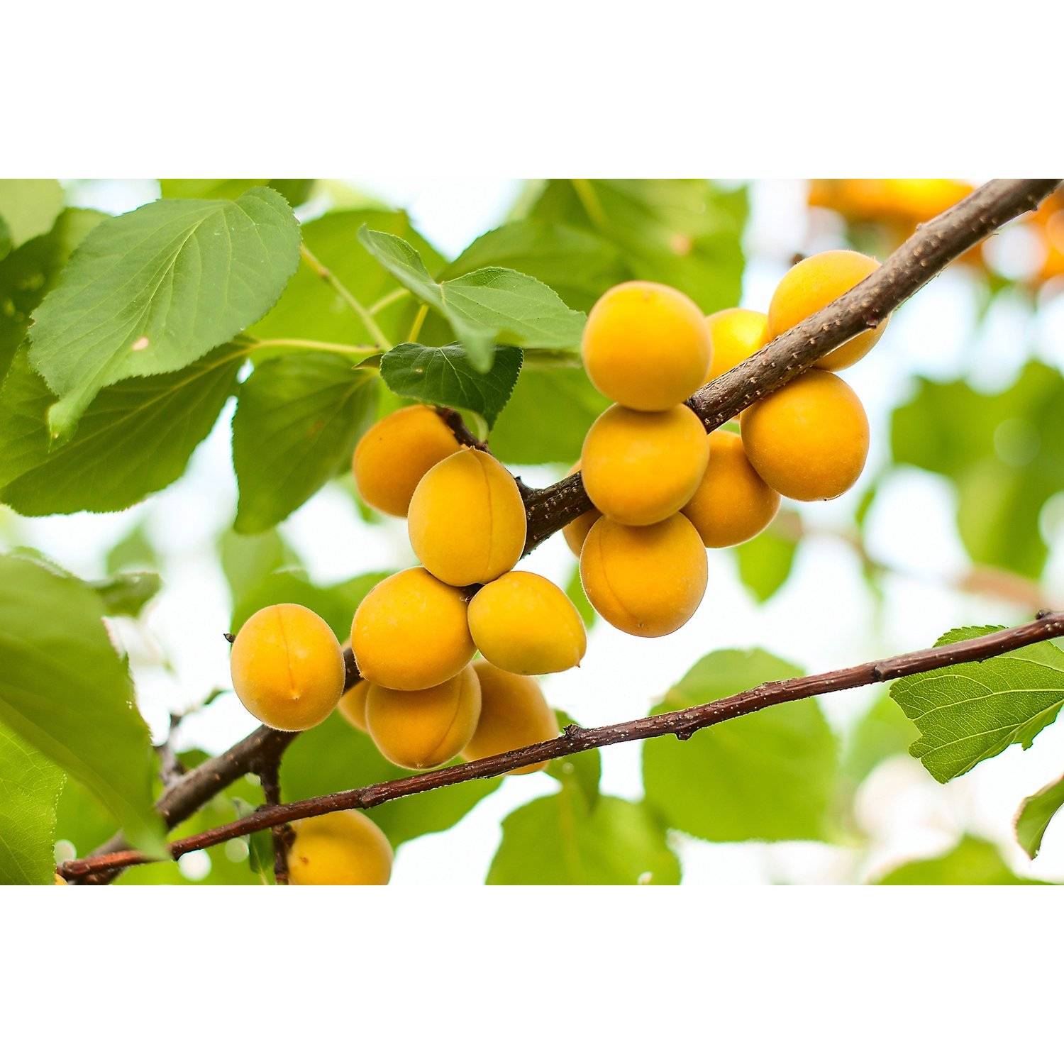 Описание сорта абрикосов водолей, характеристики плодоношения и устойчивость к заболеваниям