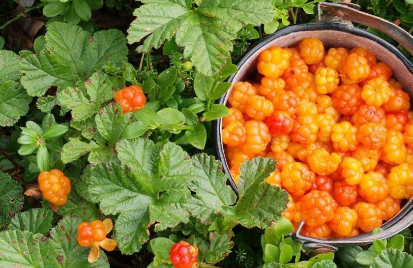 Страж болота или ягода морошка —  где растёт в россии и её полезные свойства