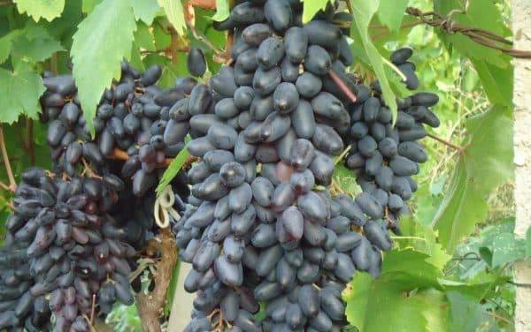 Виноград байконур – подробные характеристики и техника выращивания