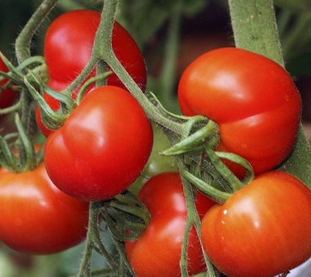 Особенности томата высокоурожайного сорта санька