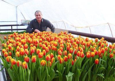 Выгонка тюльпанов (24 фото): как вырастить цветы к 8 марта зимой в квартире? сроки посадки и температура содержания. как высаживать луковицы в горшки? подкормка в домашних условиях