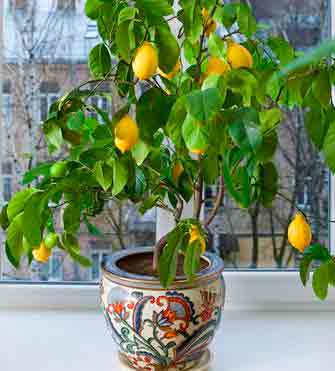 Лимон мейера — компактный и плодоносящий сорт
