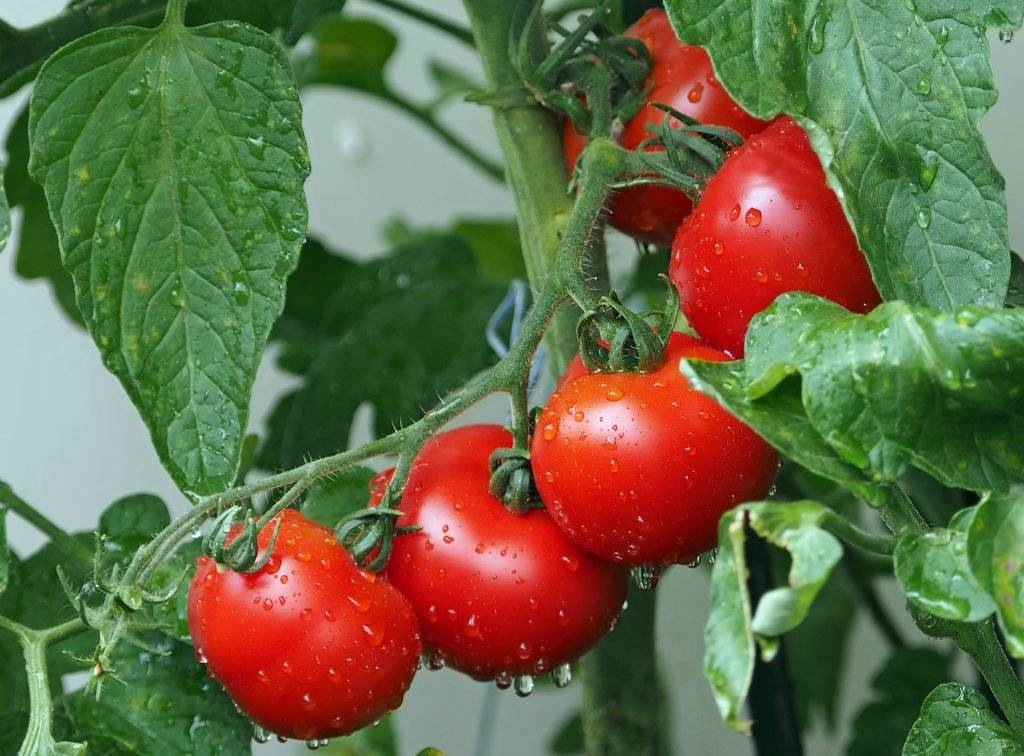 Подготовка семян томатов к посеву на рассаду в домашних условиях: какая обработка лучшая для зёрен помидоров и как правильно собрать материал?