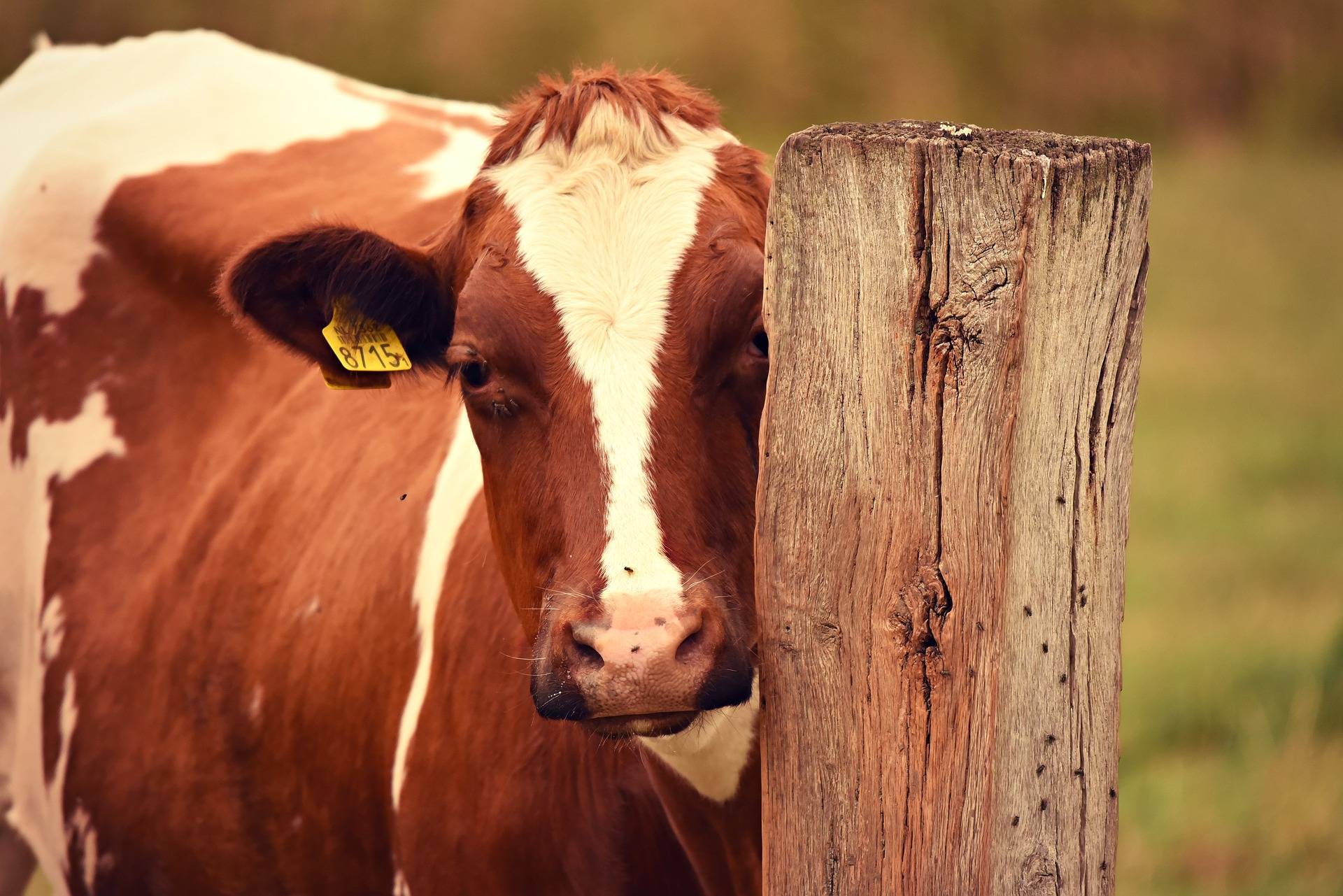Правила лечения мастита у коров, использование народных средств