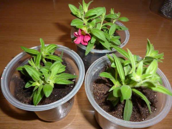 Выращивание калибрахоа из семян и уход в домашних условиях