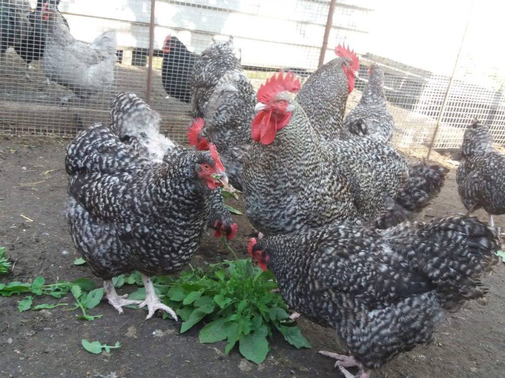 Голландская белохохлая курица: характеристика и описание породы
