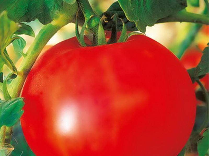 Томат оля: описание сорта, характеристика, отзывы об урожайности, фото – все о помидорках