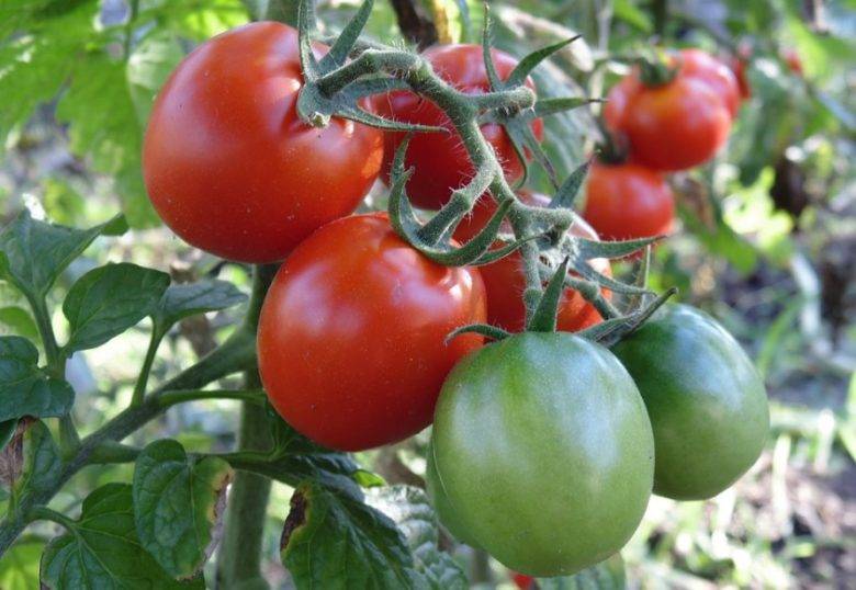 На каком расстоянии высаживать помидоры в теплице и открытом грунте: схемы посадки