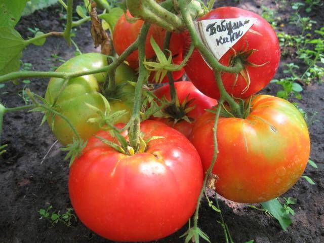 Томаты бабушкин подарок - самые вкусные томаты на вашей грядке: описание сорта