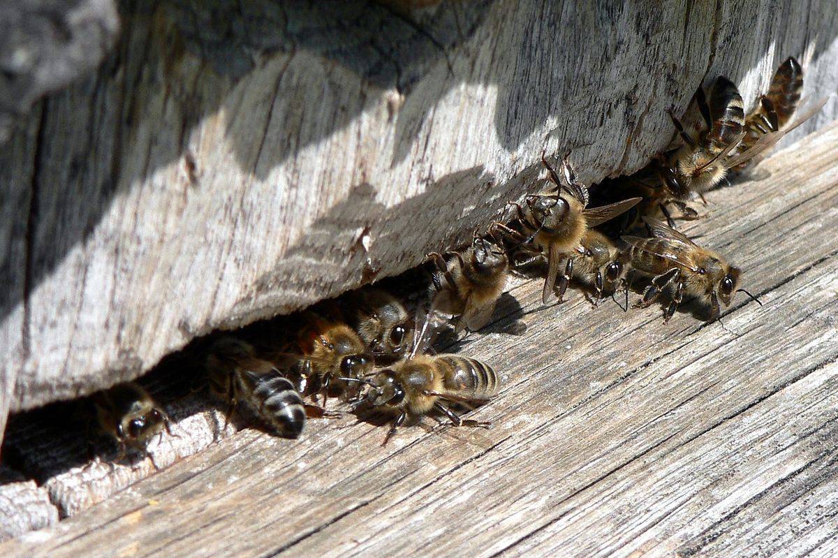 Колодное пчеловодство