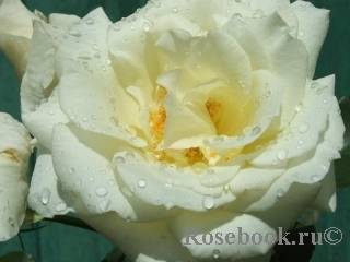 Роза барок (barock) — описание германского сорта