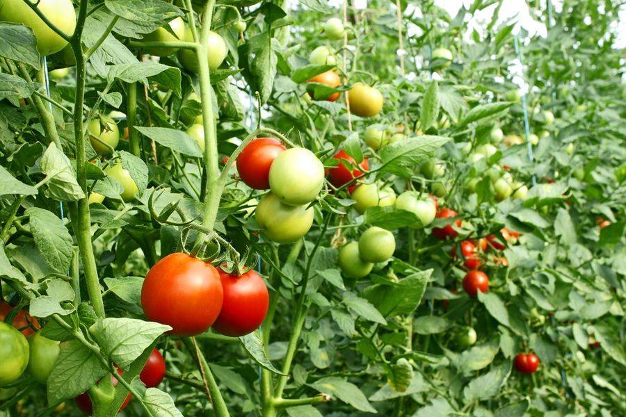Описание, особенности и агротехника томата красная россыпь