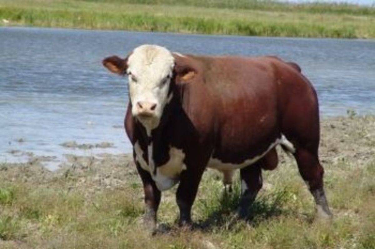 Характеристика герефордской породы коров