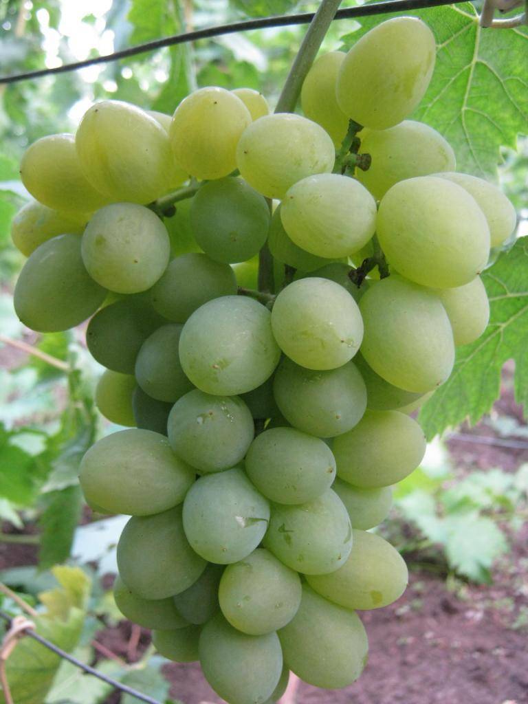 Сорт винограда «элегант»: описание, характеристика, выращивание (с фото)