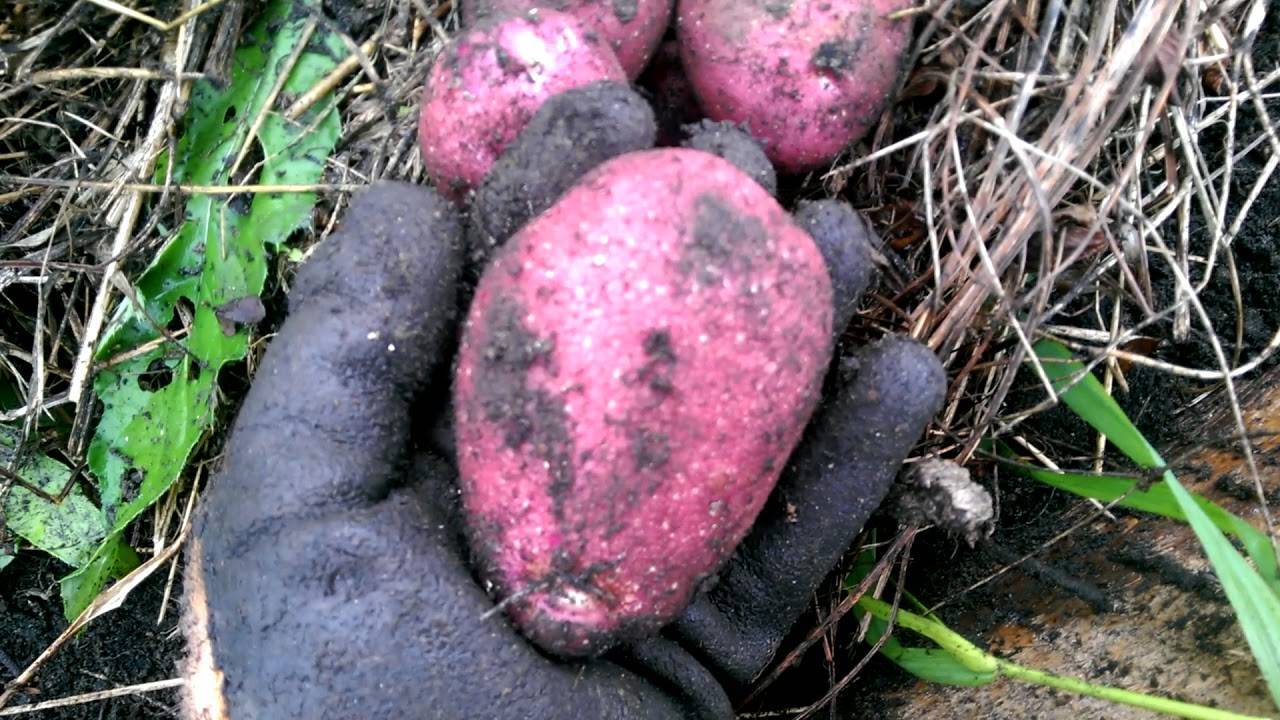 Картофель рокко — описание сорта, особенности выращивания