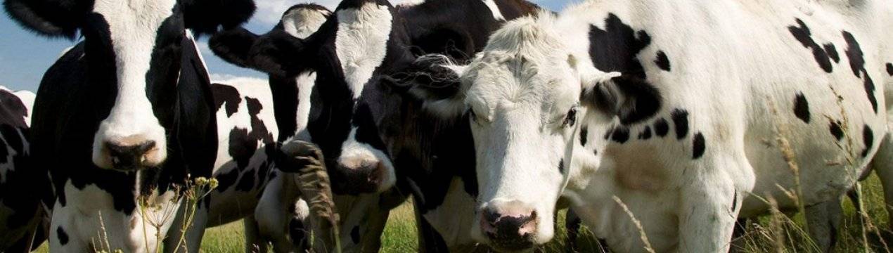 Абсцесс у коровы: история болезни