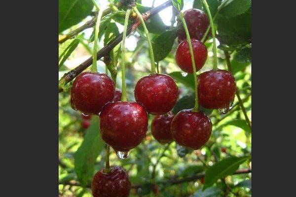 Особенности выращивания вишни харитоновская и ухода за ней