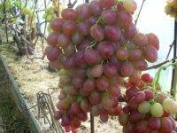 Морозостойкие сорта винограда для Подмосковья