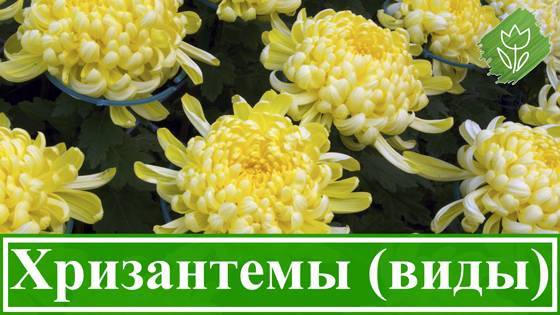 Шаровидная хризантема мультифлора в саду. выращивание хризантем мультифлора: правила посадки и ухода