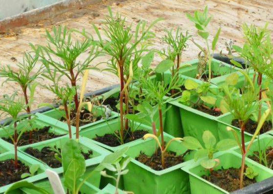Выращивание космеи из семян: просто, удобно и красиво