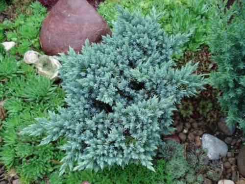 Можжевельник прибрежный блю пасифик (juniperus conferta blue pacific)