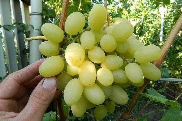 Виноград ландыш: описание, характеристики, особенности выращивания - общая информация - 2020