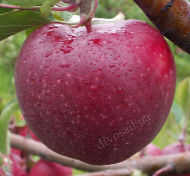 Описание сорта яблони кортланд и ее характеристики, история выведения и урожайность
