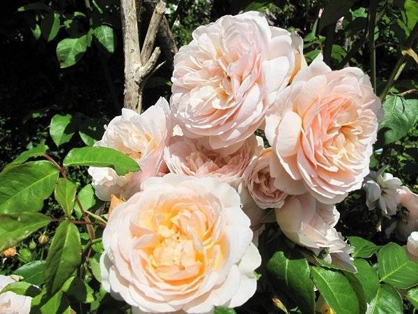 Пионовидные розы