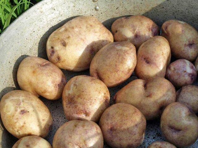 Отечественный среднепоздний картофель чародей: характеристика сорта, его описание и фото