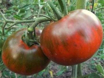 Чёрные помидоры