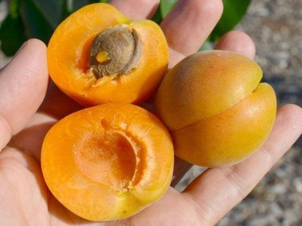 Особенности абрикоса сорта нью-джерси