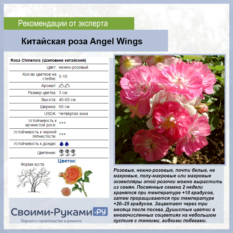 Роза китайская «крылья ангела» — выращивание из семян