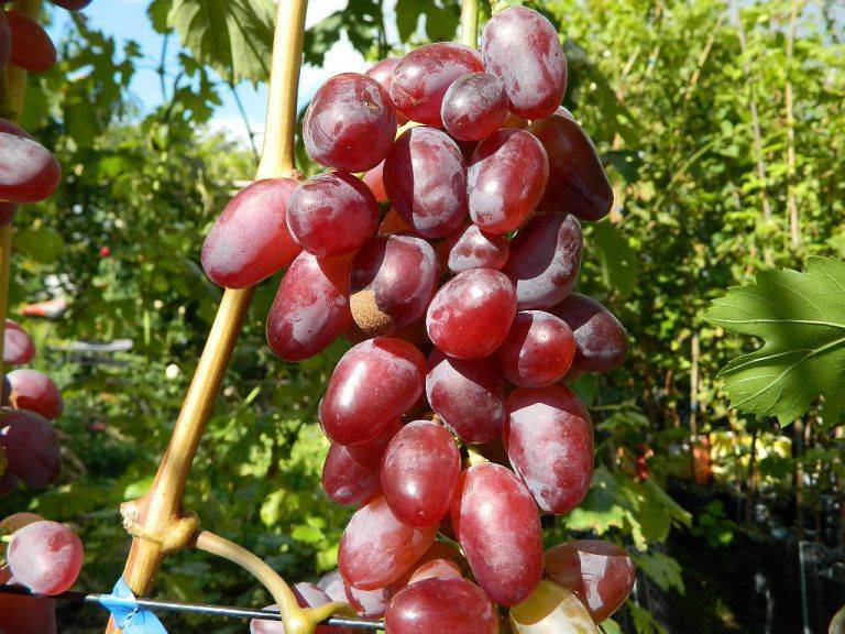 Виноград «байконур»: описание сорта, фото и отзывы