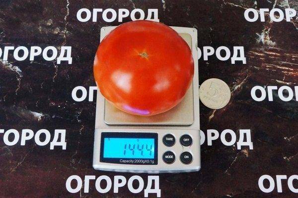 Характеристика и описание томатов сорта клуша, выращивание в открытом грунте и теплице, фото плодов