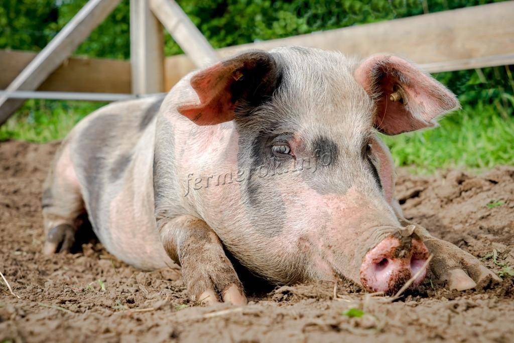 Достоинства и недостатки применения стимуляторов роста для свиней
