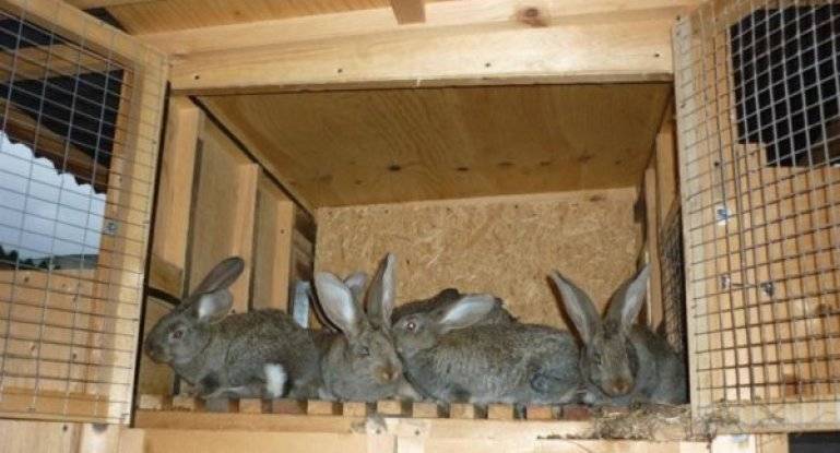 Клетки для кроликов своими руками, все размеры и чертежи: инструкция