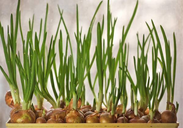Правила и нюансы выращивания лука-батуна из семян на подоконнике или балконе дома