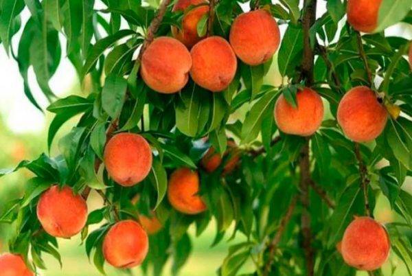 Болезни персика и их лечение