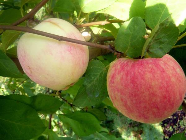 Популярная в сибири яблоня жебровская